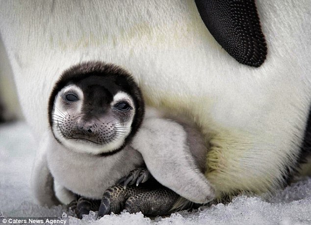 A baby peal: A baby penguin has been given the face of a seal pup in this photoshopped hybrid 