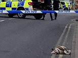 A 60-year-old woman and a man were injured after five 'pit bull-like' dogs who were 'dangerously out of control' attacked a group of people in Bolton, Manchester, on Sunday morning