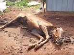 RSPCA inspectors found disturbing scenes of decomposing horses (pictured) left to rot on the ground