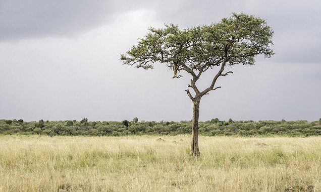 Kenya leopard hides on a tree from its prey