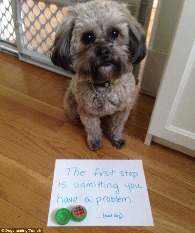 The phenomenon gained traction after an official dog-shaming Tumblr site was launched in August 2012 
