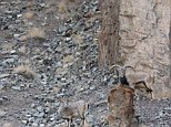 In Ladakh, India, wildlife photographer Inger Vandyke captured what at first appears to be a photo of a herd of blue sheep, nonchalantly gathering on the side of a rocky slope. But a closer look reveals a snow leopard hidden somewhere in the frame