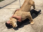 Kiara the lioness was reunited with Adolfo after the pair were split up so she could receive care from The Black Jaguar White Tiger Foundation 