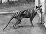 Australian scientists have unlocked more secrets about the mysterious Tasmanian Tiger in DNA hidden for over 100 years