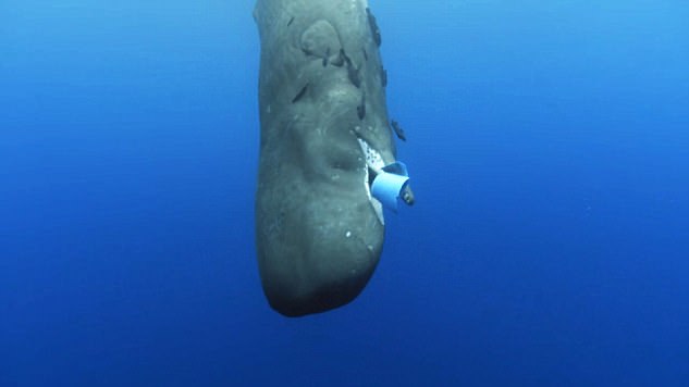 In the final episode of Blue Planet II this Sunday, viewers saw a sperm whale try to eat a blue plastic bucket after confusing it for food