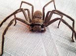 A terrified woman has received some hilarious responses after asking the internet for advice on how to deal with a giant spider in her bedroom (stock image) 