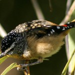spotted_pardalote_(4)