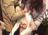 A husky is having a breakdown after being rejected by his love interest