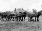 Soldier settler Tom White at Rosedale Western Australia, with a wagon & wheat.