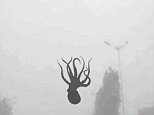 Images taken in Qingdao, China seem to show an octopus which attached itself to a windscreen