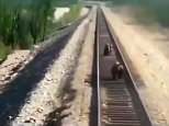 A mother bear was run over by a train while saving her two cubs from an approaching train