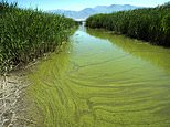 FILE - In this June 12, 2018, file photo, a potentially toxic blue-green algae bloom in Provo Bay in Provo, Utah. Researchers and officials across the country say increasingly frequent toxic algae blooms are another bi-product of global warming. They point to looming questions about their effects on human health. (Rick Egan/The Salt Lake Tribune via AP, File)