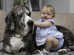 Merri Ahmed, pictured with Great Dane Rome, has a great relationship with the massive dog despite their difference in size