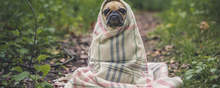 Dog wrapped in a blanket. Inexpensive camping trips use a minimum amount of gear.