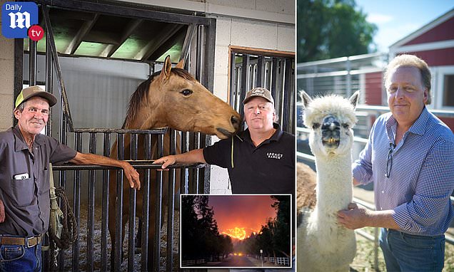 Daredevil multi-millionaire risked life to save 40 horses from Southern California