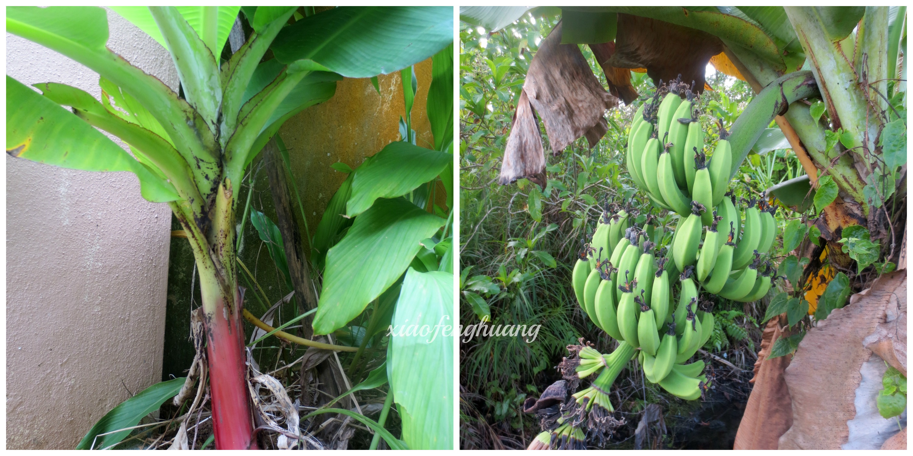 Left - Pisang Serendah/Kapal (Dwarf Banana) Right - Fruits of Pisang Serendah
