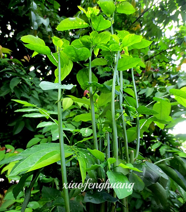 Cangkuk manis growing at the backyard of my house.It is the thin leaf type.