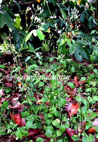 Veronia cinerea (Linn.) a.k.a kechondong ari