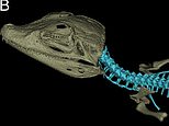 Ancient giant caiman (Torsten Scheyer/PA)