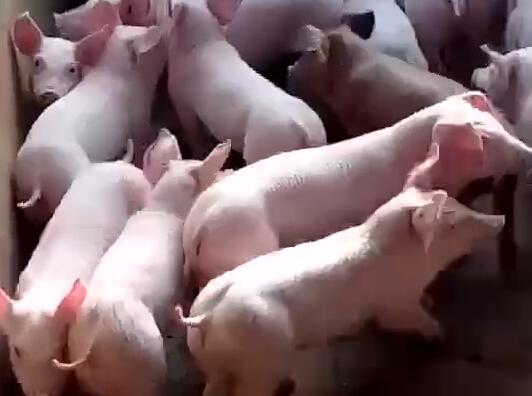 猪场视频6