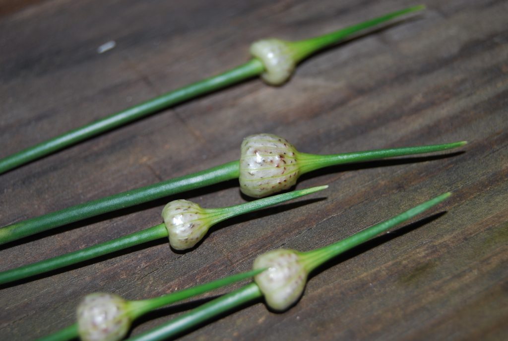 how to identify wild garlic