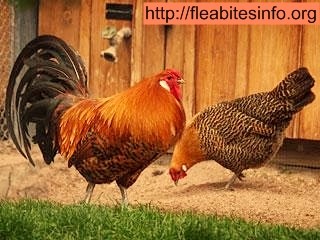 266: How To Kill Fleas On Chickens Without Harming Your Pets?