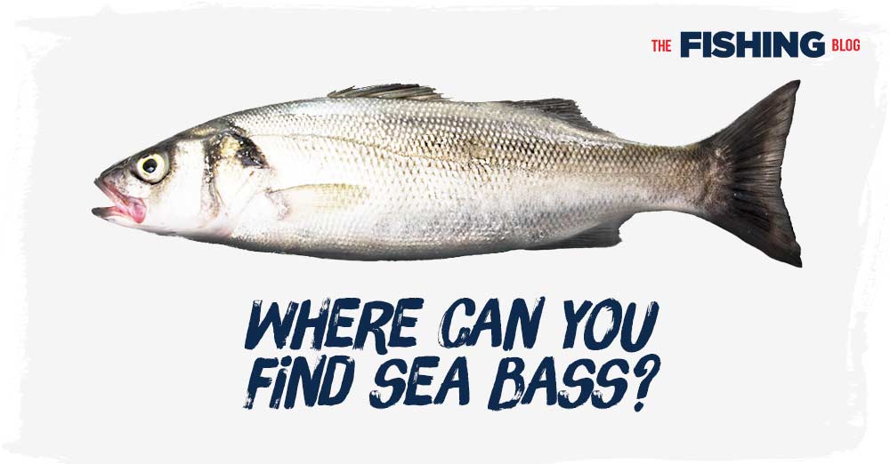 UK Sea Bass Fishing Guide