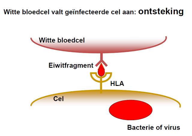 witte_bloedcel_valt_bacterie_aan