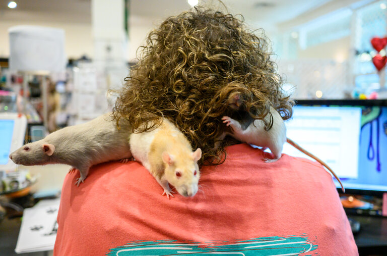 Rats are just some of the thousands of pets that have been adopted from animal shelters sprouting up in malls across the country in the past three years. 