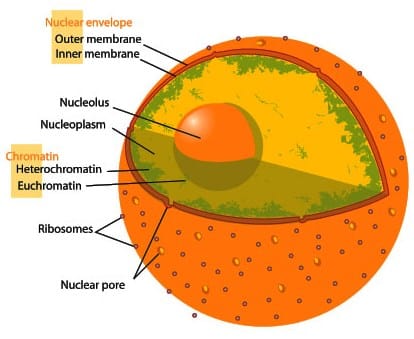Struktur-Nukleus