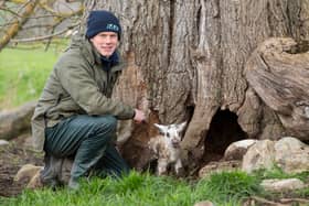 Matt McDiarmid of Mains of Murthly farm, Aberfeldy, rescuing a lamb that had been taking shelter in a tree trunk from the wet weather 