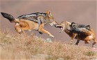 ...Mitchell Krog also captured a group of black-backed jackals that arrived on top of the mountain in the late afternoon to come and steal the meaty bones that were placed out for the vultures.