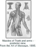 Muscles of Trunk and arms - posterior view