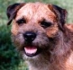 Border Terrier Puppy For Sale