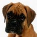 Boxer Puppy For Sale