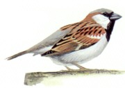 House Sparrow - Male