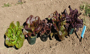 Rouge d'hiver, Cimmaron, Integrata, and Eruption red romaine lettuce varieties