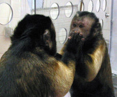 Monkey_and_mirror