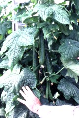 Picture of Cucumber plant with cucumbers grown in