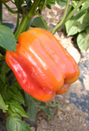 Orange Island Bell Pepper 
