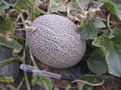 Rayyan melon