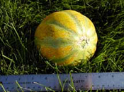 Haogen Melon