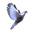 peaceful dove flapping its wings