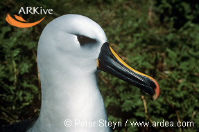 Atlantic yellow-nosed albatross, close-up of side of head