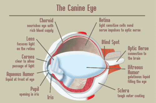 Diagram of The Canine Eye