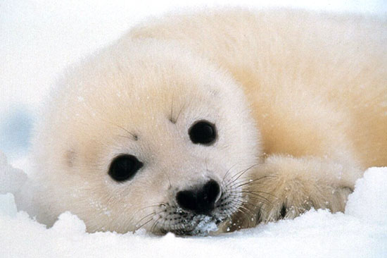 This whitecoat seal pup will begin to shed his hair when he is 12 to 14 days old. It will then be legal for hunters to kill him.