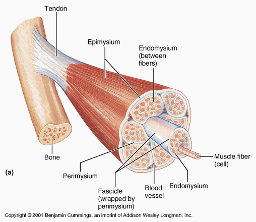 Muscle fascicle - Wikipedia