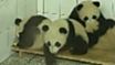 Earthquake pandas prepare for release