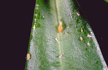 Aphids, common house plant pest