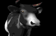 gif of a bull shaking its head